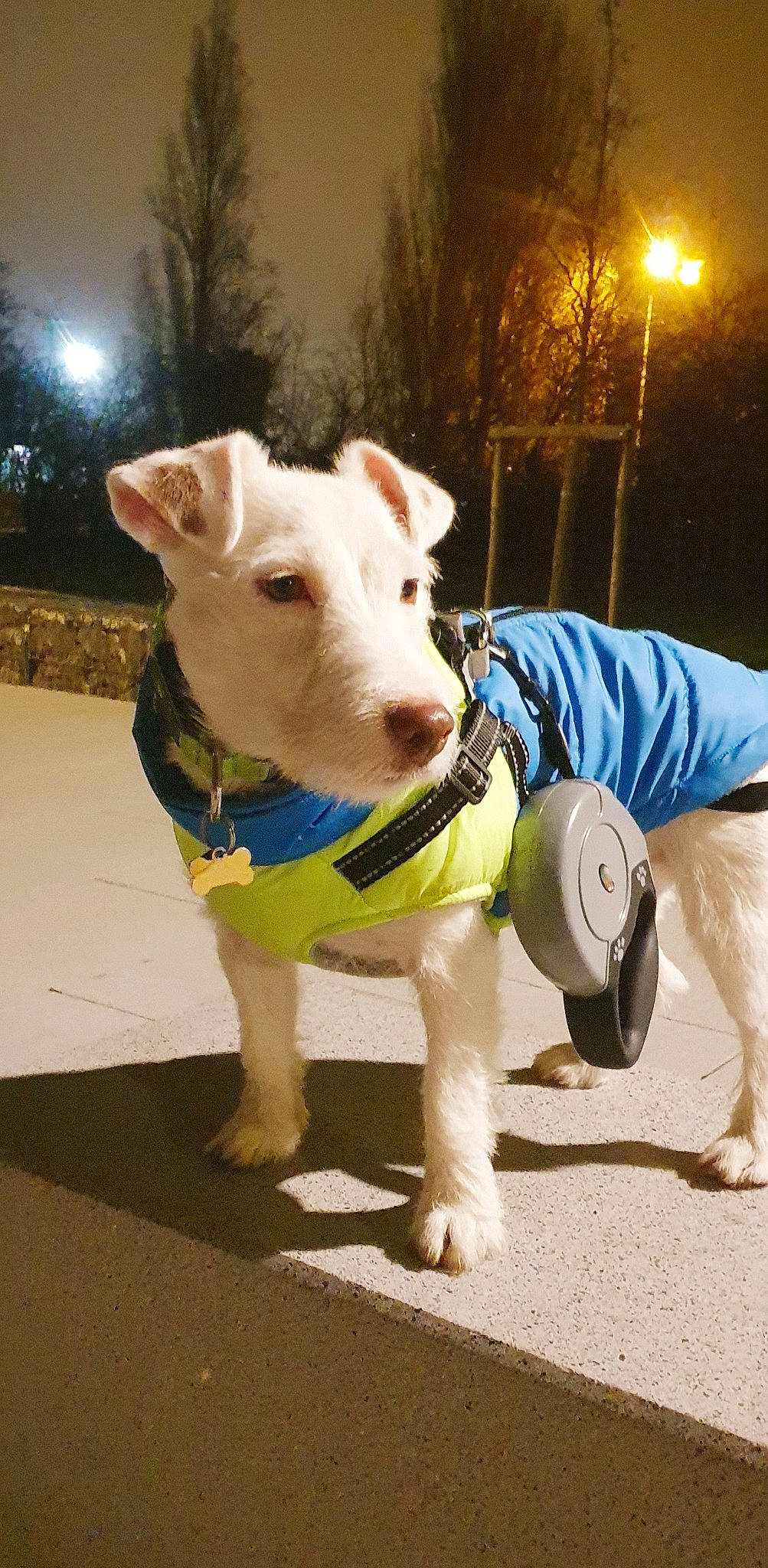 Rintintin participe au concours pour gagner de l'argent avec cette photo : canidae, carnivore, collar, companion_dog, dog, dog_breed, dog_clothes, dog_collar, dog_supply, fashion_accessory, fawn, leash, lens_flare, personal_protective_equipment, pet_supply, snout, sporting_group, tail, tree, working_animal