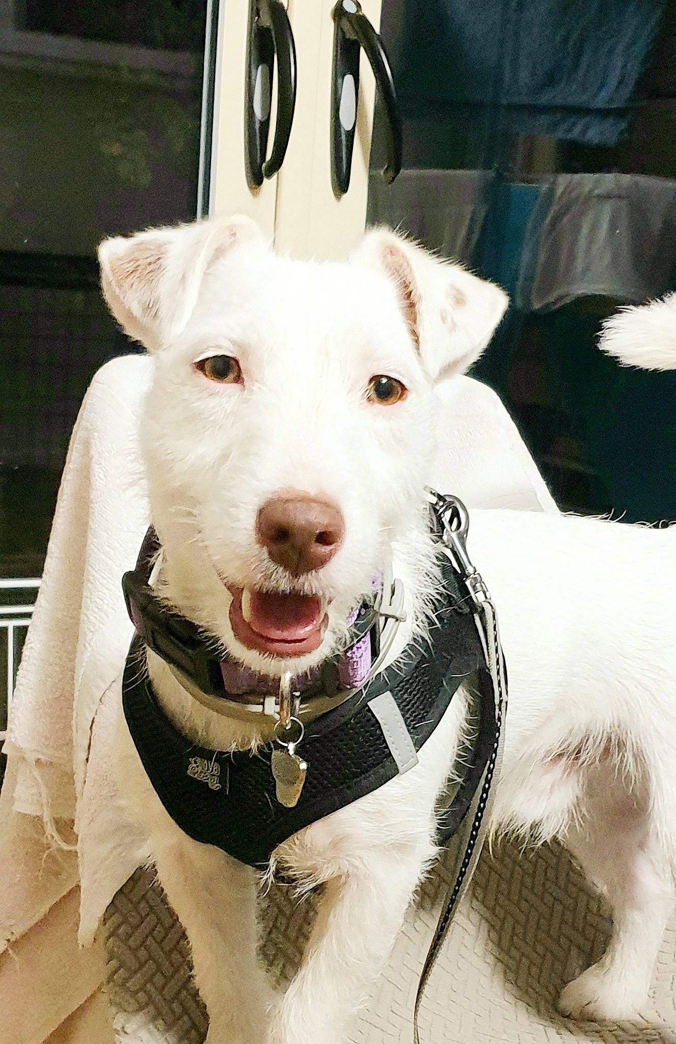 Rintintin participe au concours pour gagner de l'argent avec cette photo : carnivore, collar, companion_dog, dog, dog_breed, dog_collar, ear, fang, fashion_accessory, fur, hat, old_english_terrier, pet_supply, snout, sporting_group, sun_hat, terrier, whiskers, white, working_animal