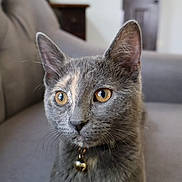 Stormi joined the competition — help win amazing prizes! amber_eyes, animal, background, bell, cat, close_up, collar, couch, curious, domestic_cat, ears, fur, furniture, gray_cat, house, indoor, pet, portrait, sitting, whiskers