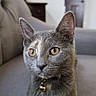 amber_eyes, animal, background, bell, cat, close_up, collar, couch, curious, domestic_cat, ears, fur, furniture, gray_cat, house, indoor, pet, portrait, sitting, whiskers