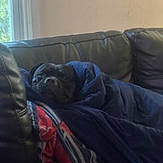 Dollar is registered to the contest to win money with this photo: dog, black_dog, blanket, couch, leather, indoor, window, cozy, resting, pet, animal, fur, sleepy, comfort, home, relaxation, portrait, face, snuggle, blue