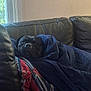 animal, black_dog, blanket, blue, comfort, couch, cozy, dog, face, fur, home, indoor, leather, pet, portrait, relaxation, resting, sleepy, snuggle, window