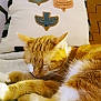 cat, sleeping, orange_cat, white_fur, pet, indoor, cozy, resting, feline, fur, whiskers, closeup, domestic_animal, cute, animal, relaxation, soft_texture, pillow, pattern, comfortable