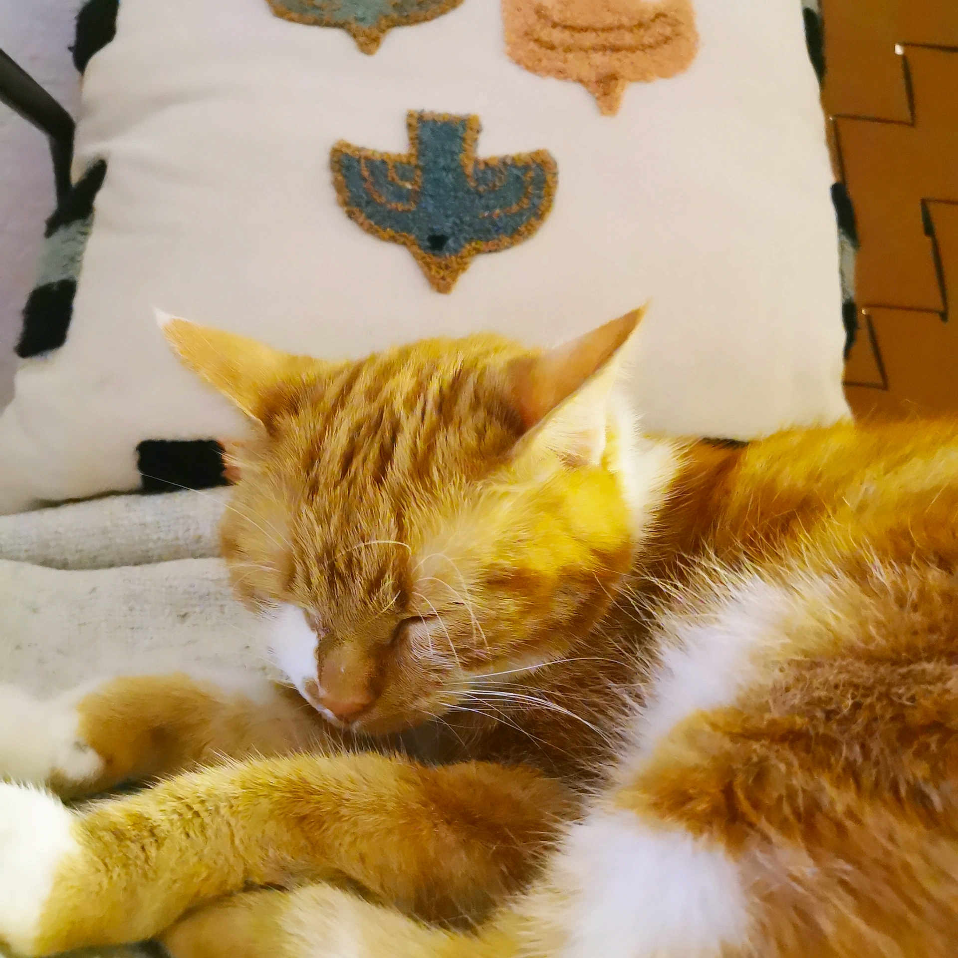 Miuki a rejoint le concours — aidez-le/la à gagner de superbes lots ! cat, sleeping, orange_cat, white_fur, pet, indoor, cozy, resting, feline, fur, whiskers, closeup, domestic_animal, cute, animal, relaxation, soft_texture, pillow, pattern, comfortable