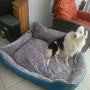 Misty Joel participe au concours pour gagner de l'argent avec cette photo : dog, pet_bed, indoor, tile_floor, armchair, blanket, furniture, black_and_white, fluffy, seated, home, cozy, relaxed, living_room, comfortable, resting, household, domestic, animal, companion