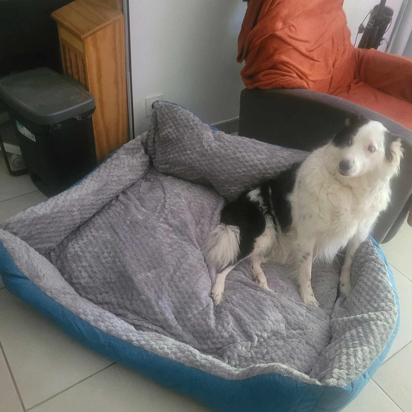 Misty Joel participe au concours pour gagner de l'argent avec cette photo : animal, armchair, black_and_white, blanket, comfortable, companion, cozy, dog, domestic, fluffy, furniture, home, household, indoor, living_room, pet_bed, relaxed, resting, seated, tile_floor
