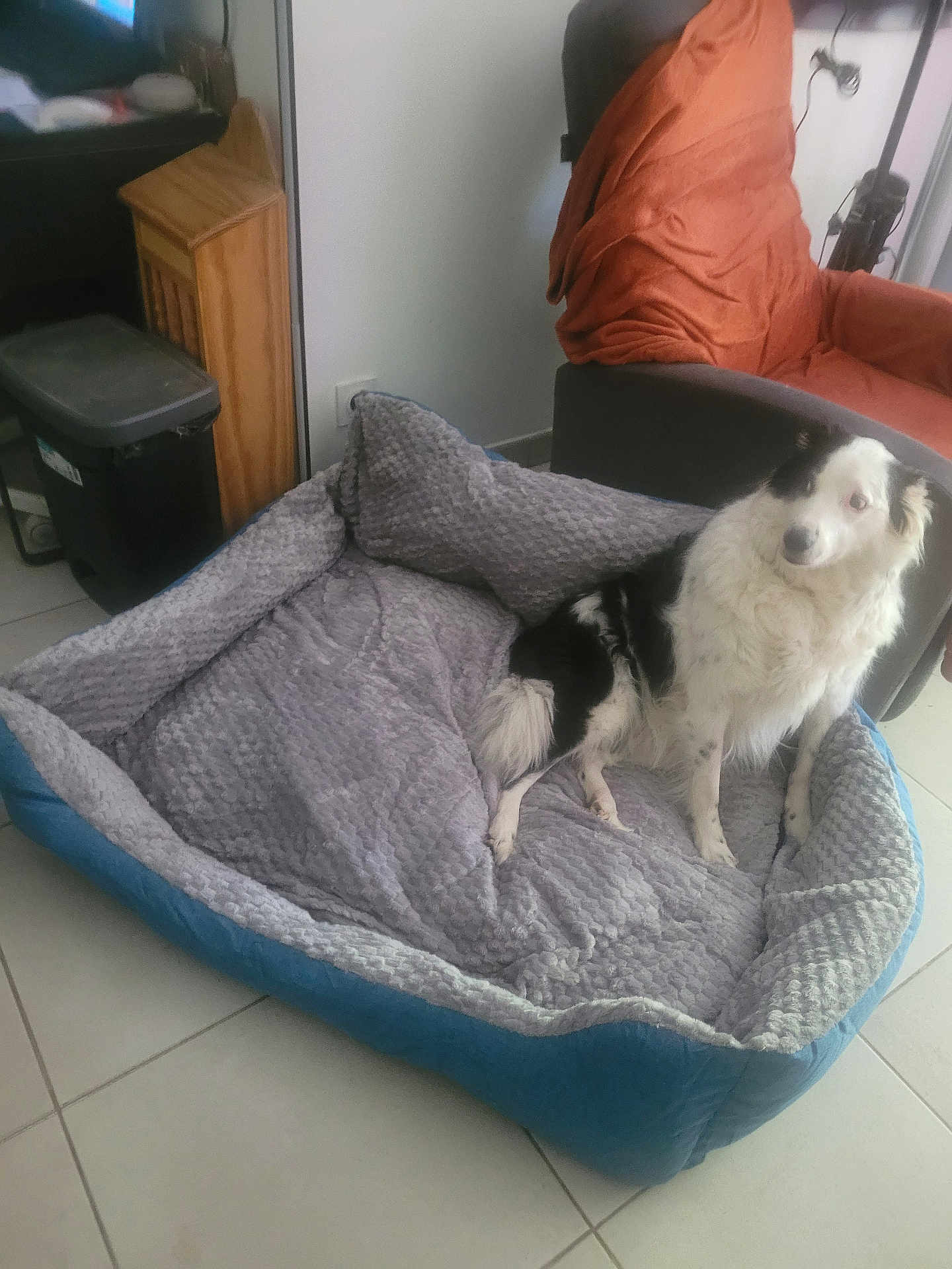 Misty Joel participe au concours pour gagner de l'argent avec cette photo : dog, pet_bed, indoor, tile_floor, armchair, blanket, furniture, black_and_white, fluffy, seated, home, cozy, relaxed, living_room, comfortable, resting, household, domestic, animal, companion
