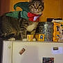 abyssinian, animal, appliance, box, cat, closet, clothing, cupboard, device, drawer, electricaldevice, furniture, glove, laundry, manx, pet, refrigerator, shelf, tin, wood