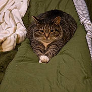 Harlie joined the competition — help win amazing prizes! cat, tabby, pet, animal, fur, whiskers, paws, blanket, green, striped, domestic_cat, cozy, indoor, resting, cute, mammal, sleepy, feline, relaxed, bed