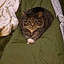 cat, tabby, pet, animal, fur, whiskers, paws, blanket, green, striped, domestic_cat, cozy, indoor, resting, cute, mammal, sleepy, feline, relaxed, bed