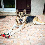 Arley participe au concours pour gagner de l'argent avec cette photo : dog, german_shepherd, pet, animal, outdoor, toy, rope_toy, tile_floor, relaxed, alert, smiling, ears_up, fur, muzzle, paws, resting, backdrop, door, window, home