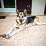 Arley participe au concours pour gagner de l'argent avec cette photo : dog, german_shepherd, pet, animal, outdoor, toy, rope_toy, tile_floor, relaxed, alert, smiling, ears_up, fur, muzzle, paws, resting, backdrop, door, window, home