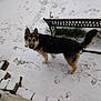 Arley participe au concours pour gagner de l'argent avec cette photo : dog, german_shepherd, snow, footprints, bench, outdoor, pet, winter, fur, animal, canine, backyard, cold, nature, paw_prints, standing, alert, snowy, daytime, metal