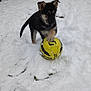 puppy, dog, snow, soccer_ball, outdoor, playful, animal, winter, young_dog, black_and_tan, grass, paw, cute, pet, fence, background, daylight, nature, fun, sport