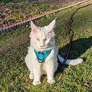 Aïko participe au concours pour gagner de l'argent avec cette photo : animal, blue_eyes, cat, daylight, domestic_animal, ears, feline, fluffy, garden, grass, harness, leash, nature, outdoor, pet, sitting, sunlight, tail, whiskers, white_cat