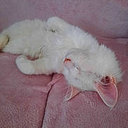 Aïko a rejoint le concours — aidez-le/la à gagner de superbes lots ! cat, sleeping, white_cat, fluffy, pet, animal, cozy, pink_blanket, indoor, relaxing, cute, fur, mammal, whiskers, ears, resting, soft, closeup, domestic_cat, peaceful