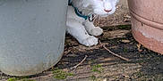 Aïko a rejoint le concours — aidez-le/la à gagner de superbes lots ! animal, blue_eyes, cat, close_up, curious, feline, flower_pot, fur, ground, kitten, moss, nature, outdoor, pet, plant_pot, small_paws, stick, white_cat, wooden_plank, young_cat
