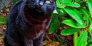Tao participe au concours pour gagner de l'argent avec cette photo : black_cat, green_eyes, outdoor, foliage, leaves, plant, nature, animal, pet, sitting, curious, garden, wildlife, mammal, domestic_cat, closeup, whiskers, fur, ground, natural_light
