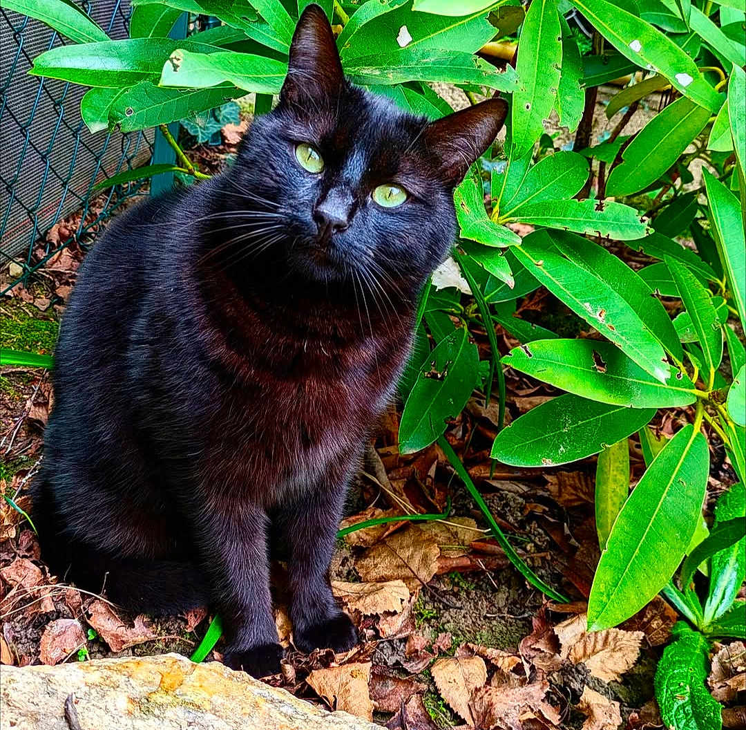 Tao participe au concours pour gagner de l'argent avec cette photo : black_cat, green_eyes, outdoor, foliage, leaves, plant, nature, animal, pet, sitting, curious, garden, wildlife, mammal, domestic_cat, closeup, whiskers, fur, ground, natural_light