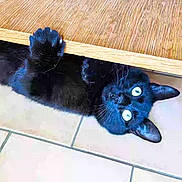 Tao a rejoint le concours — aidez-le/la à gagner de superbes lots ! black_cat, cat, paw, wide_eyes, wooden_surface, tile_floor, indoor, pet, playful, curious, feline, animal, whiskers, ears, claws, looking_up, cute, domestic_cat, close_up, resting