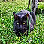 Tao participe au concours pour gagner de l'argent avec cette photo : black_cat, cat, animal, grass, greenery, outdoor, nature, flower, plant, wildflower, eye, whiskers, ears, mammal, feline, predator, crouching, alert, garden, stealth