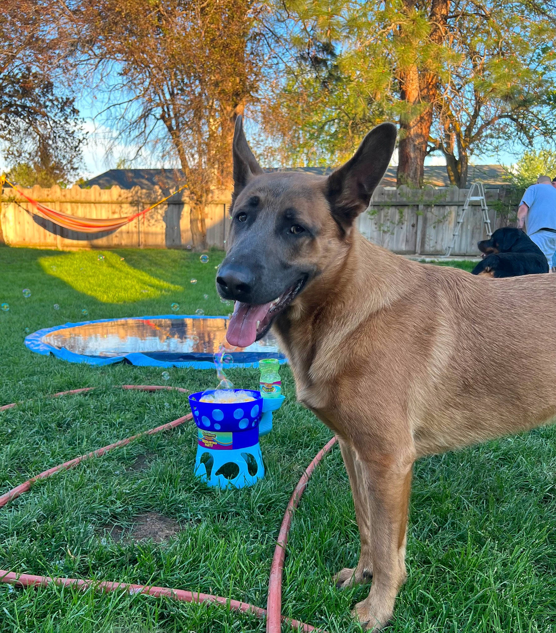 Arlo joined the competition — help win amazing prizes! carnivore, collar, companion_dog, dog, dog_breed, dog_collar, dog_supply, electric_blue, fashion_accessory, fawn, grass, herding_dog, leash, pet_supply, plant, recreation, sky, sporting_group, toy, tree