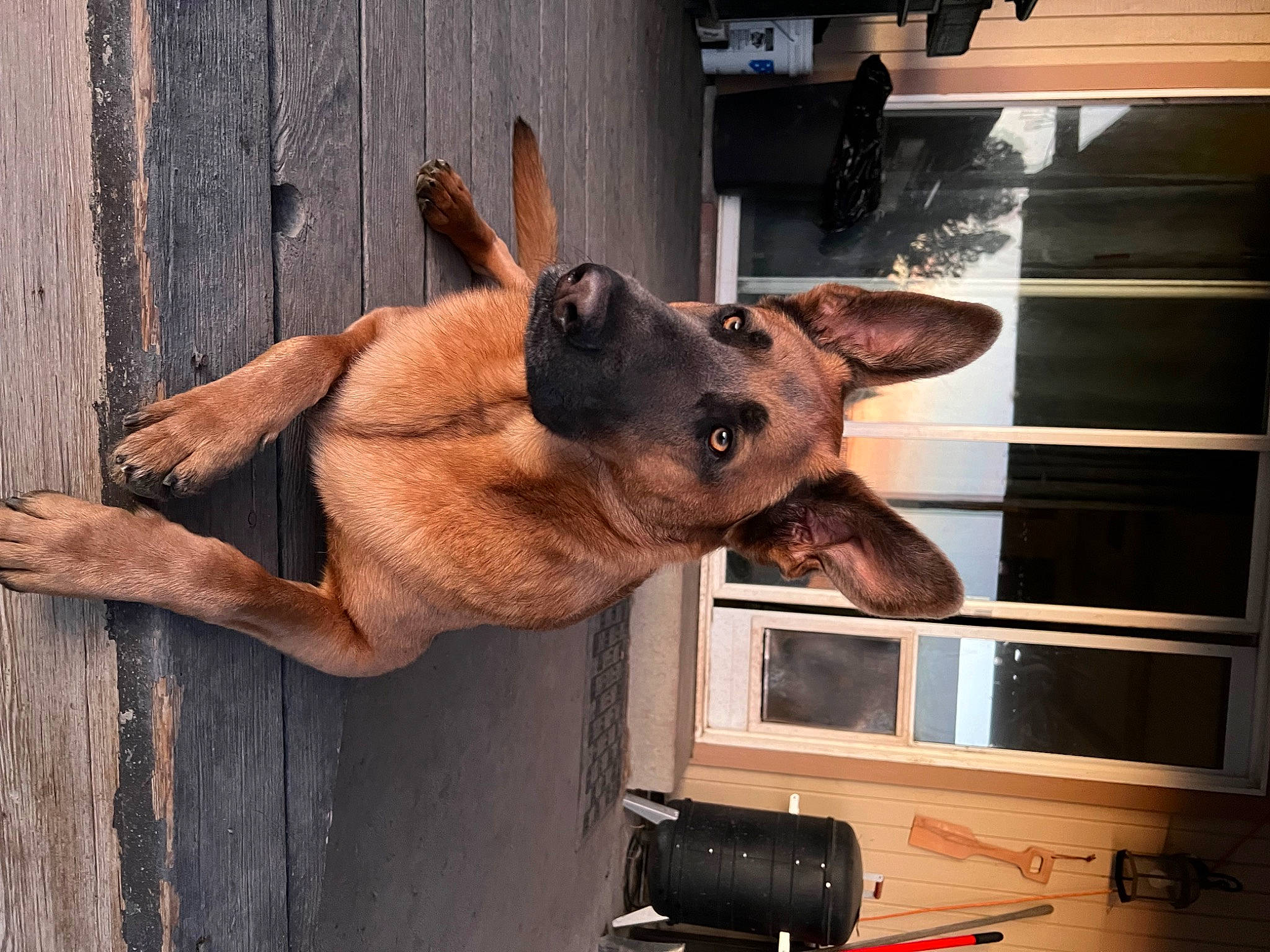 Arlo is registered to the contest to win money with this photo: canidae, carnivore, dog, dog_breed, fawn, fur, gesture, guard_dog, human_leg, liver, snout, sporting_group, tail, vertebrate, window, wood, working_animal, working_dog