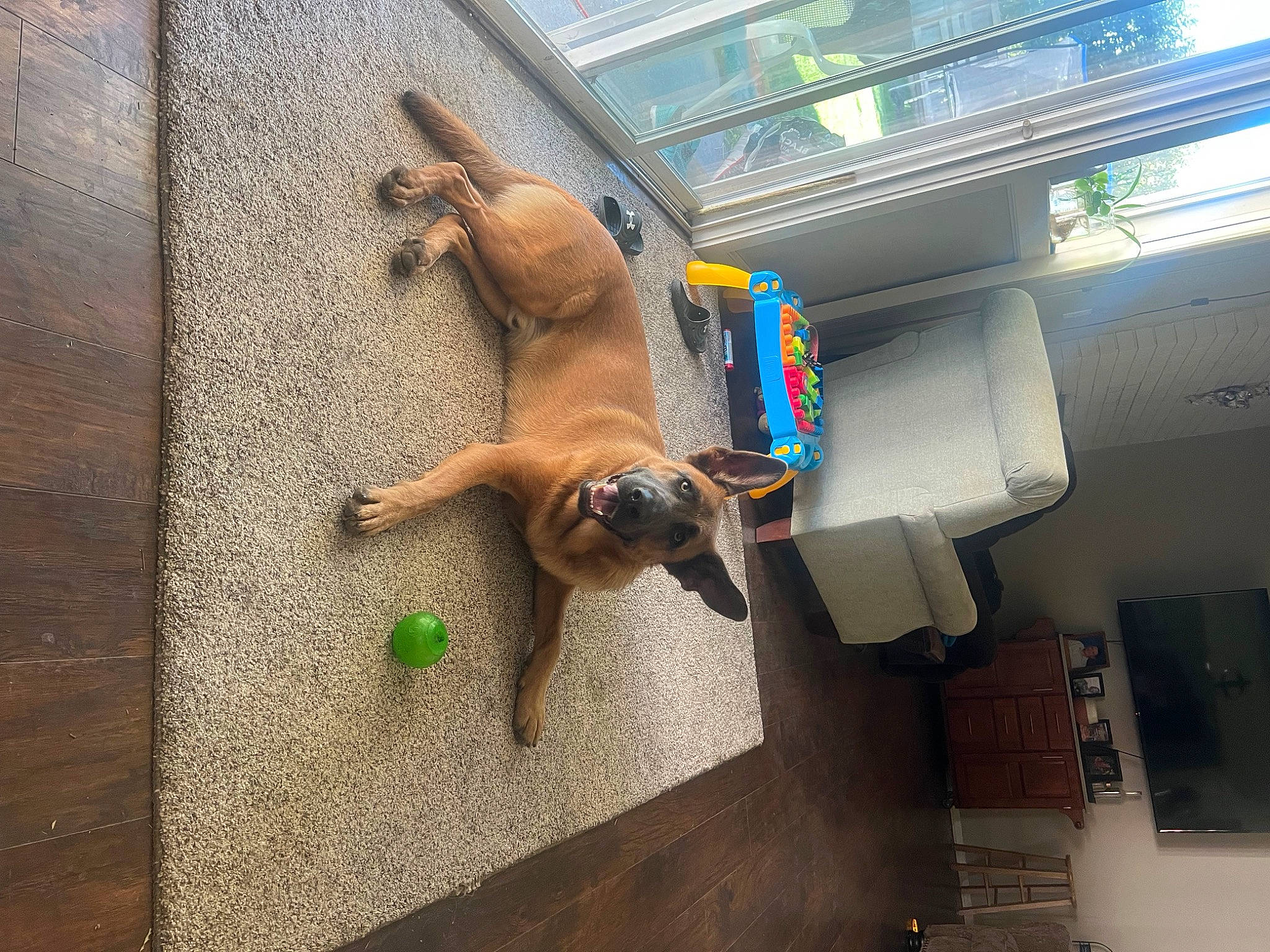 Arlo is registered to the contest to win money with this photo: canidae, carnivore, companion_dog, dog, dog_breed, fawn, floor, flooring, hardwood, leisure, machine, pet_supply, room, snout, sporting_group, tail, wood, working_animal