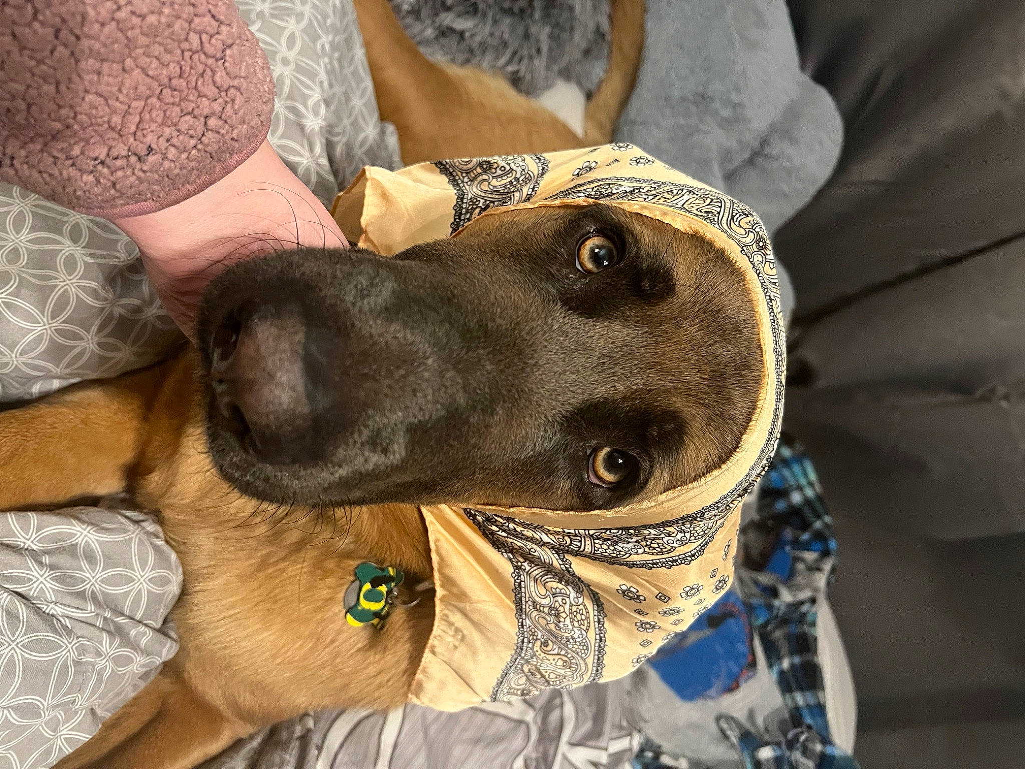 Arlo is registered to the contest to win money with this photo: canidae, carnivore, collar, comfort, companion_dog, dog, dog_breed, dog_collar, fashion_accessory, fawn, fur, guard_dog, human_leg, liver, selfie, snout, sporting_group, whiskers, working_animal, wrinkle