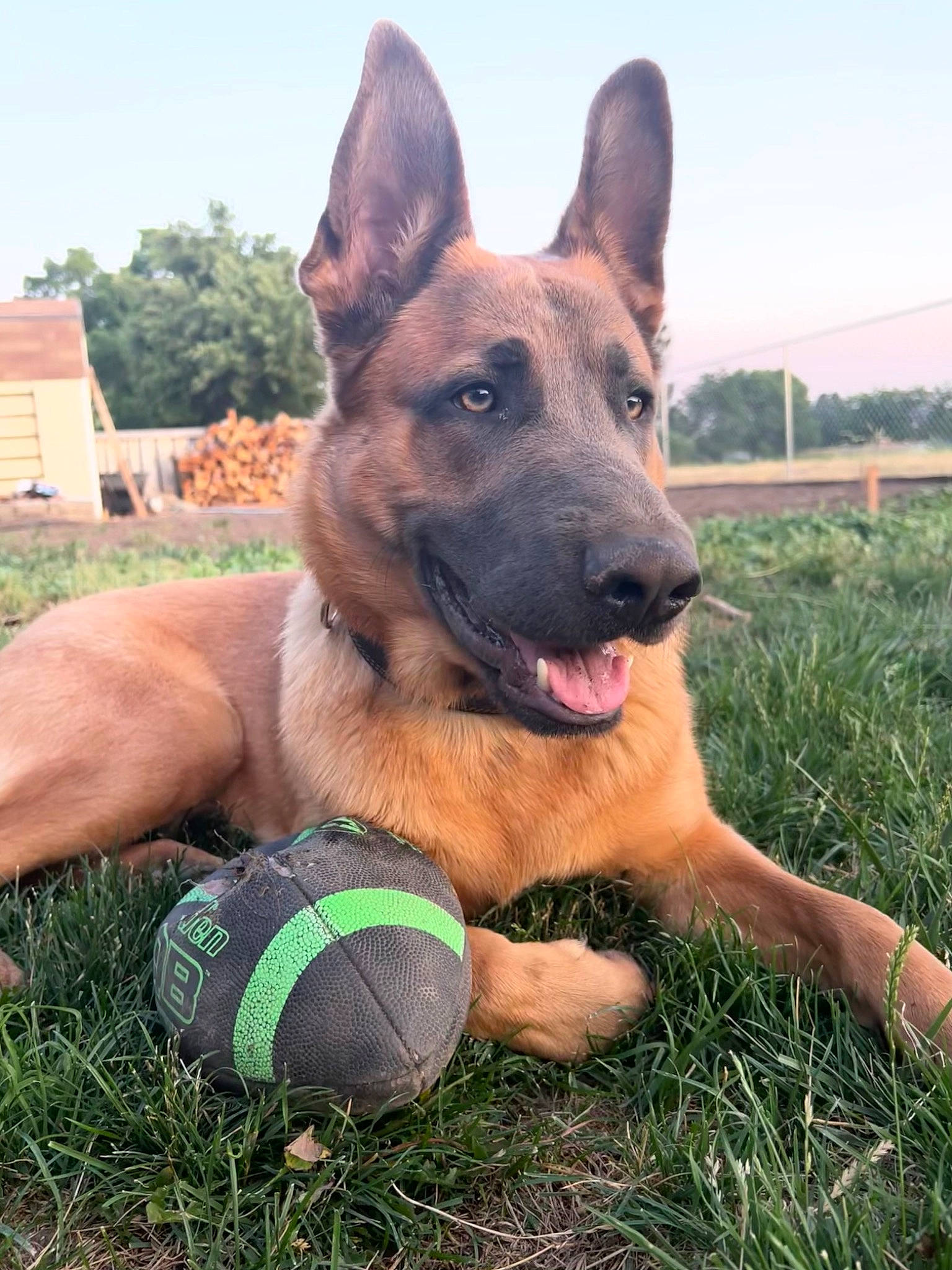 Arlo is registered to the contest to win money with this photo: canidae, carnivore, collar, companion_dog, dog, dog_breed, dog_supply, east_european_shepherd, fawn, foot, grass, herding_dog, plant, sky, snout, sporting_group, tree, working_animal, working_dog