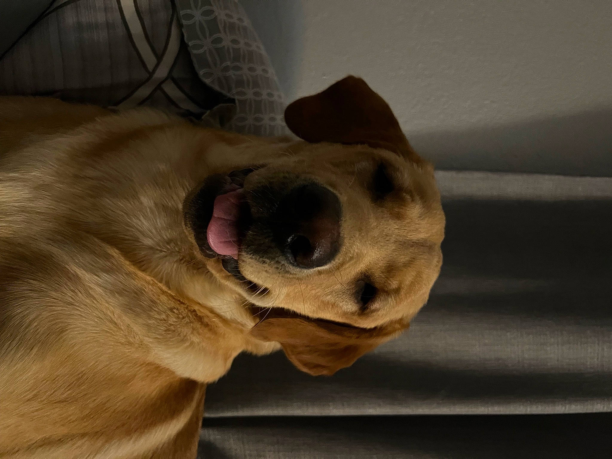 Charlie joined the competition — help win amazing prizes! canidae, carnivore, collar, companion_dog, dog, dog_breed, ear, fawn, fur, jaw, liver, pet_supply, snout, sporting_group, tail, terrestrial_animal, whiskers, wood, working_animal, wrinkle