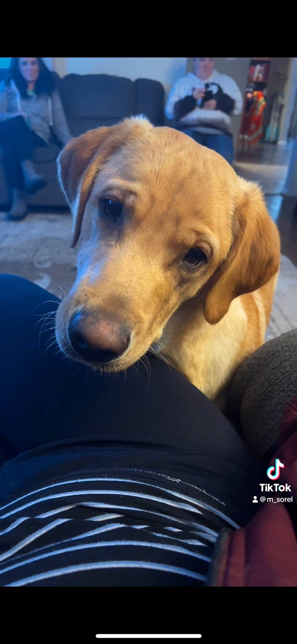 Charlie joined the competition — help win amazing prizes! automotive_exterior, automotive_tire, bumper, canidae, carnivore, collar, comfort, companion_dog, dog, dog_breed, dog_collar, electric_blue, fawn, fur, hood, snout, sporting_group, vehicle_door, whiskers, working_animal