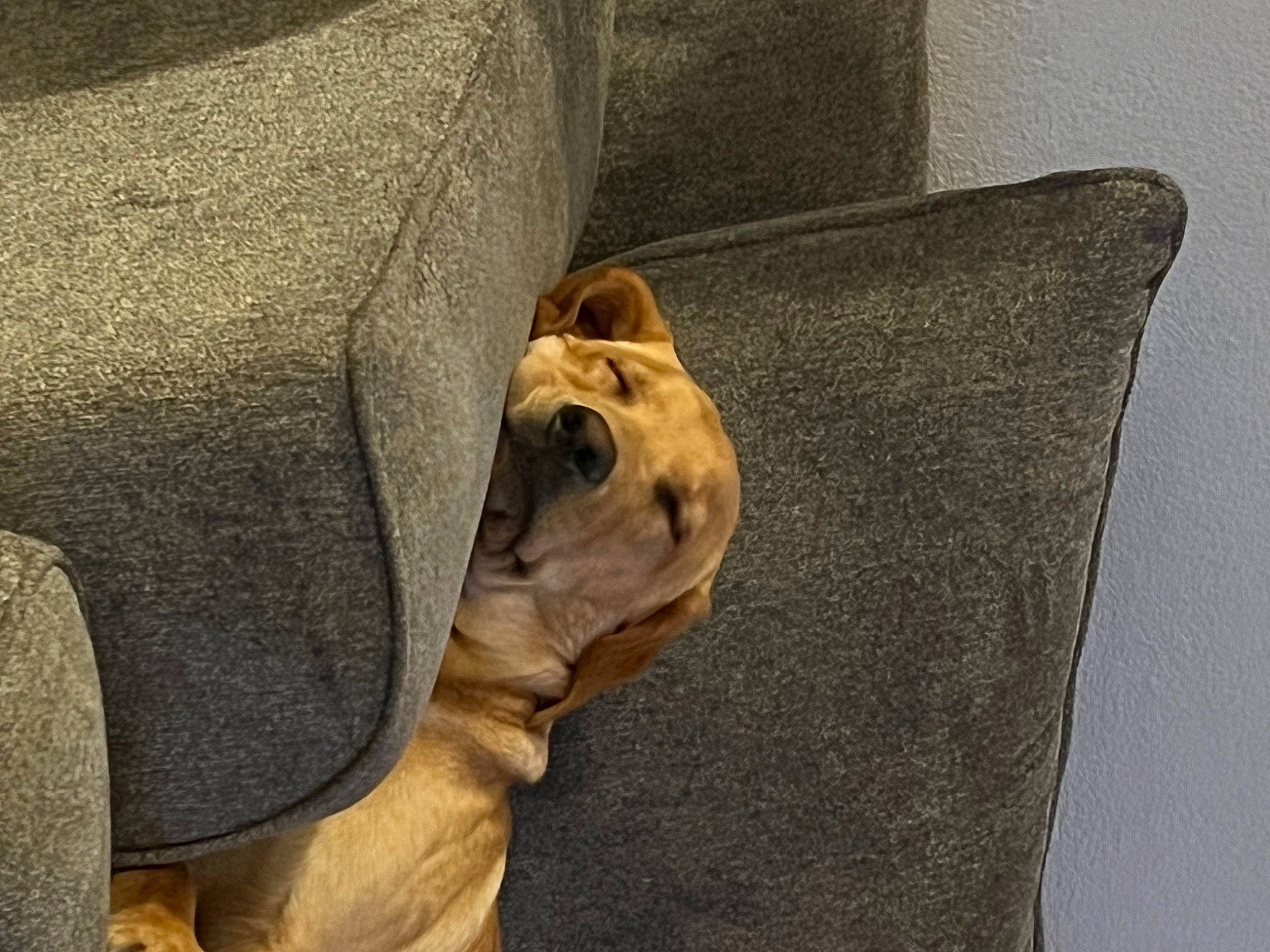 Charlie is registered to the contest to win money with this photo: bulldog, canidae, carnivore, club_chair, comfort, companion_dog, dog, dog_breed, fawn, grey, linens, snout, sporting_group, tail, terrestrial_animal, toy_dog, whiskers, wood, working_animal, wrinkle