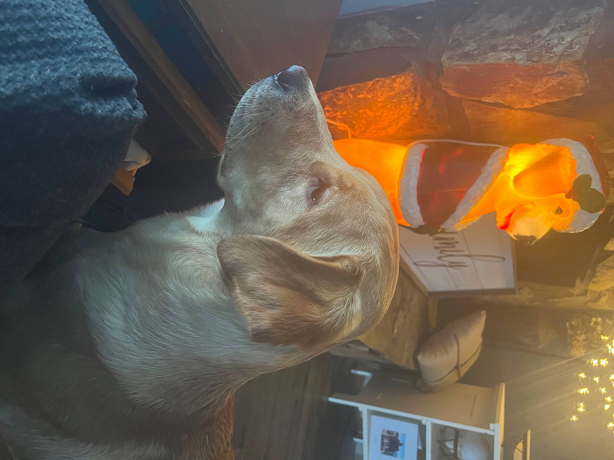 Charlie joined the competition — help win amazing prizes! art, carnivore, dog, dog_breed, felidae, flower, gesture, glass, hat, heat, helmet, human_body, jaw, petal, sculpture, sporting_group, television, visual_arts, wood, wrinkle