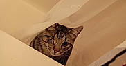 Kai is registered to the contest to win money with this photo: cat, one_eyed_cat, tabby_cat, bathtub, shower_curtain, rubber_ducks, bathroom, curious, pet, animal, indoor, white_wall, colorful, playful, close_up, feline, cute, domestic_cat, portrait, sitting