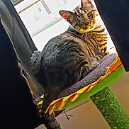 Kai joined the competition — help win amazing prizes! cat, tabby_cat, window, curtain, sunlight, cat_perch, indoor, pet, feline, striped, tail, ears, whiskers, resting, looking, yellow, green, home, animal, cozy