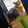 cat, tabby_cat, window, curtain, sunlight, cat_perch, indoor, pet, feline, striped, tail, ears, whiskers, resting, looking, yellow, green, home, animal, cozy