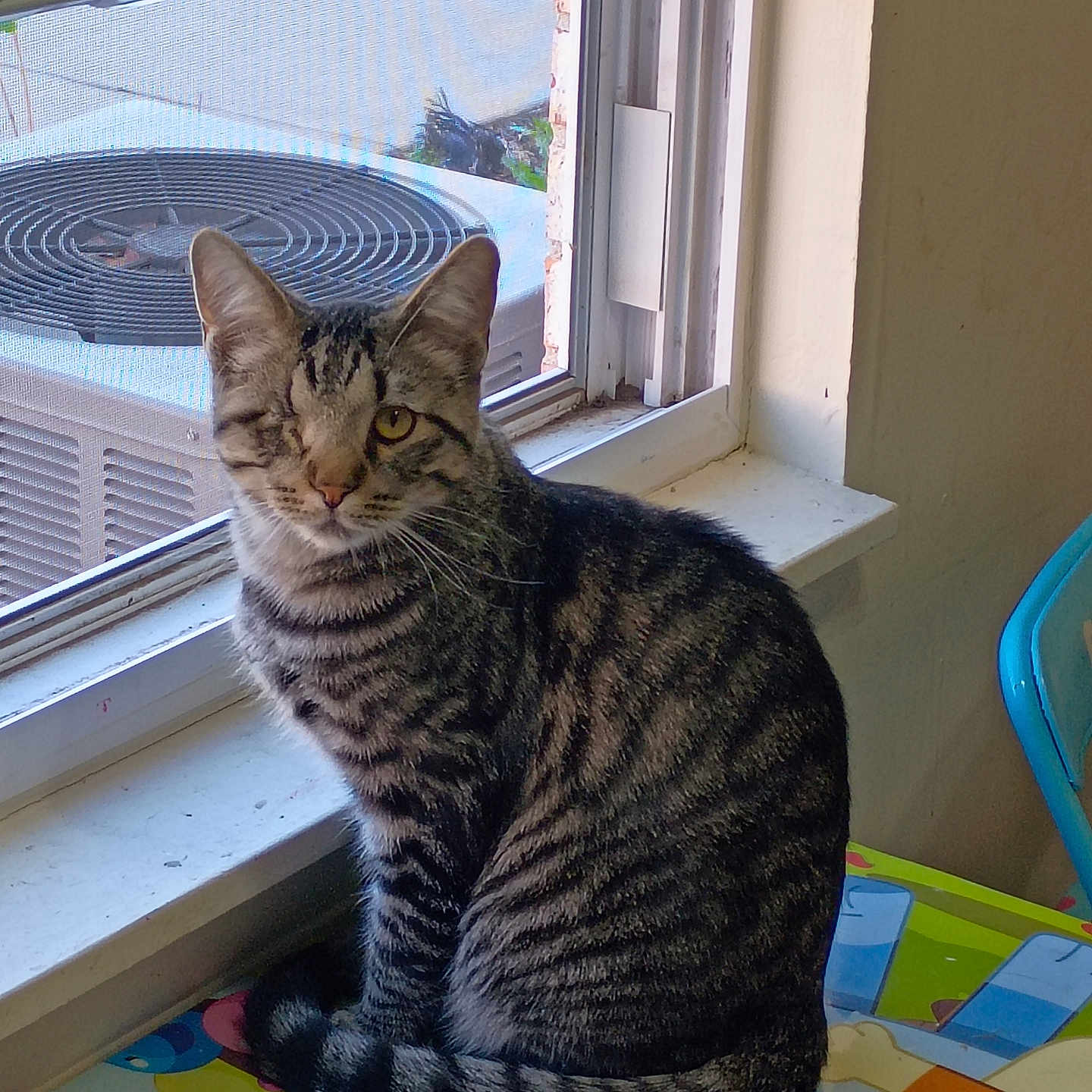 Kai is registered to the contest to win money with this photo: cat, tabby, one-eyed, striped_fur, window, windowsill, air_conditioner, indoor, colorful_table, children, calm, pet, animal, feline, curious, sitting, daylight, home, domestic, cozy