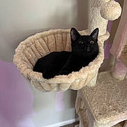 Vader joined the competition — help win amazing prizes! alert, animal, black_cat, carpet, cat, cat_hammock, cat_tree, cozy, cream_color, cute, feline, home, indoor, pet, pet_furniture, plush, relaxed, soft_texture, wall, wide_eyes