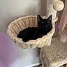 alert, animal, black_cat, carpet, cat, cat_hammock, cat_tree, cozy, cream_color, cute, feline, home, indoor, pet, pet_furniture, plush, relaxed, soft_texture, wall, wide_eyes