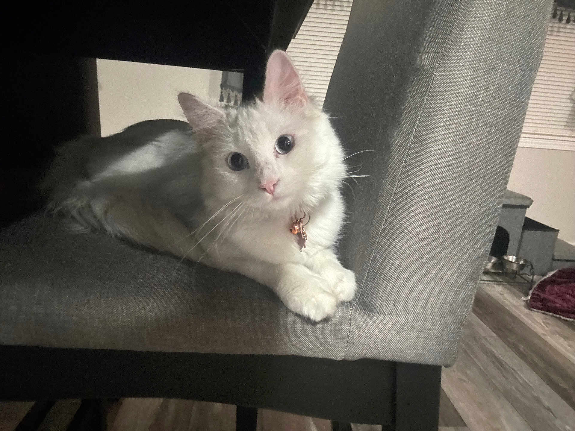 Everest joined the competition — help win amazing prizes! cat, white_cat, pet, indoor, chair, furniture, floor, wood_floor, collar, curious, relaxed, domestic_animal, mammal, whiskers, ears, paws, looking, home, cozy, animal