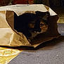 animal, brown, calico, cat, close_up, crumpled, curious, cute, domestic_cat, eyes, feline, floor, hiding, indoor, paper_bag, patterned_floor, pet, playful, shadow, whiskers