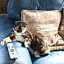 Lil' Bit is registered to the contest to win money with this photo: animal, beige_pillow, blue_leather, cat, couch, cozy, curious, domestic, furniture, home, indoor, living_room, paw, pet, pillow, relaxed, remote_control, resting, scratched_leather, tortoiseshell_cat