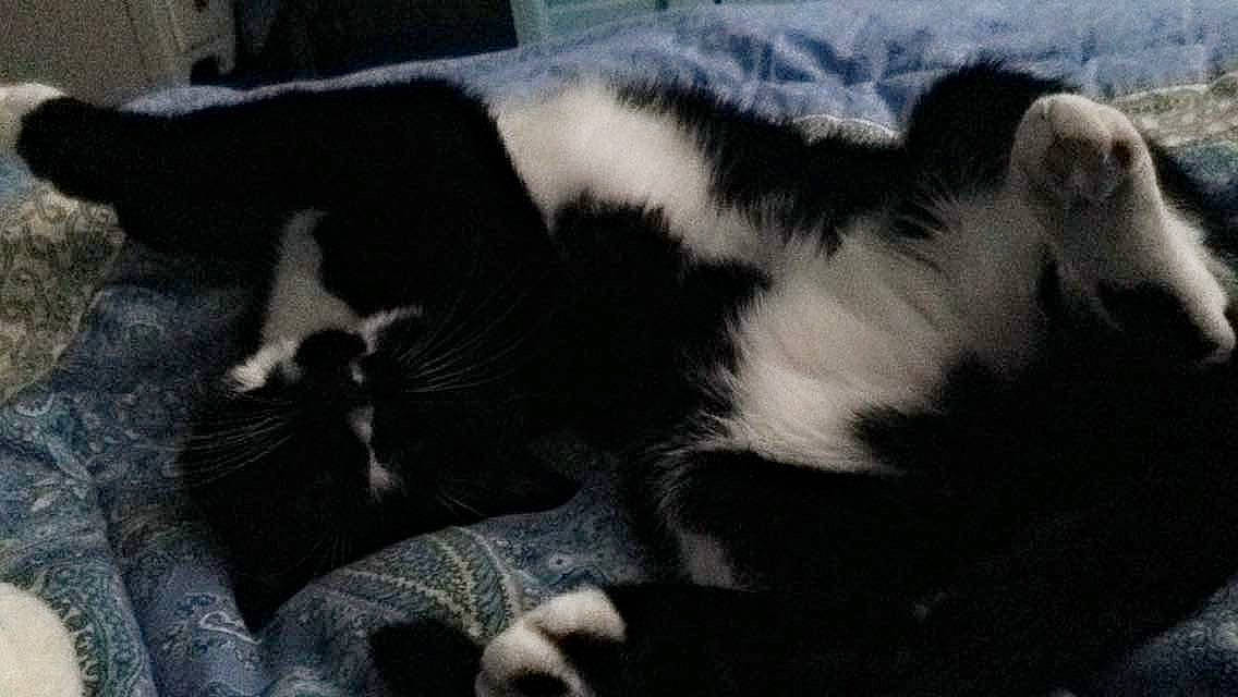 Becky is registered to the contest to win money with this photo: black_and_white, canidae, carnivore, cat, dog_breed, felidae, fur, kitten, nap, puppy, small_to_medium_sized_cats, snout, sporting_group, tail, whiskers