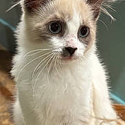 Marshmallow is registered to the contest to win money with this photo: cat, kitten, blue_eyes, fluffy, white_fur, beige_fur, whiskers, pet, animal, indoor, close_up, curious, sitting, portrait, wooden_surface, young_cat, feline, cute, domestic_cat, soft_light