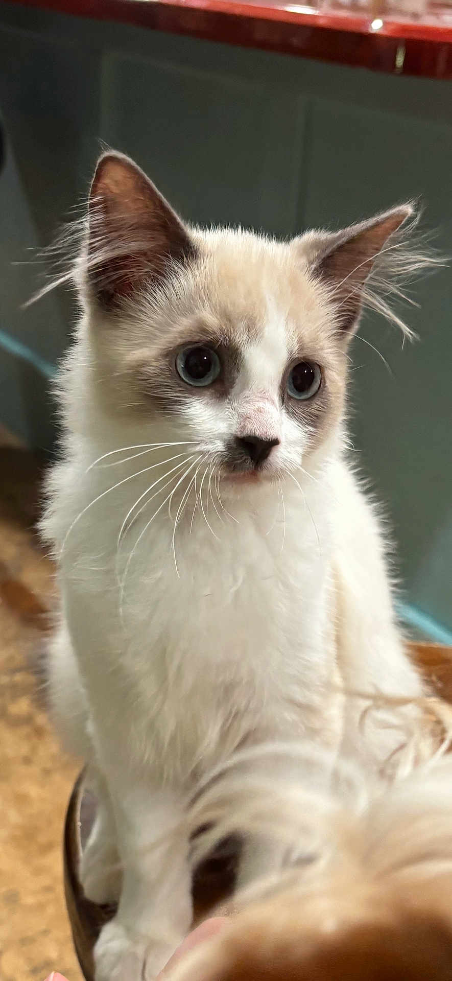 Marshmallow