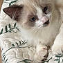 kitten, cat, animal, pet, fluffy, white, gray, blue_eyes, quilt, blanket, floral_pattern, cute, young, fur, whiskers, resting, indoor, soft, cozy, closeup