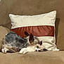 dog, cat, couch, pillow, sleeping, cozy, indoor, pet, small_dog, fluffy_cat, resting, animal, fur, companion, cute, relaxed, domestic, friendship, soft, home