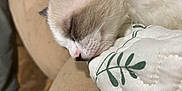 Marshmallow is registered to the contest to win money with this photo: beige, cat, close_up, comfort, couch, cute, domestic_animal, ear, feline, floral_pattern, fur, indoor, kitten, nose, pet, quilt, resting, sleeping, soft, whiskers