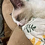 kitten, sleeping, close_up, cat, feline, quilt, floral_pattern, couch, beige, soft, pet, domestic_animal, cute, resting, indoor, comfort, fur, whiskers, nose, ear